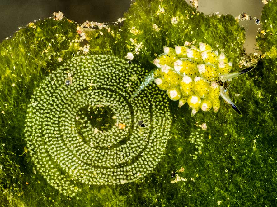 Costasiella kuroshimae